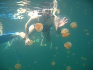 Jellyfish Lake, Rock Islands, Παλάου