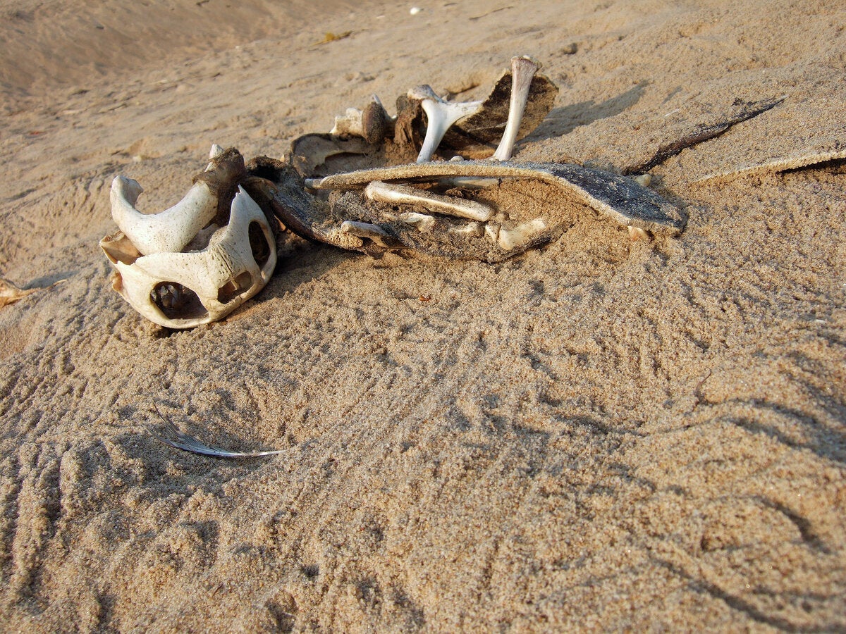 Ινδία: Λίμνη με τους σκελετούς