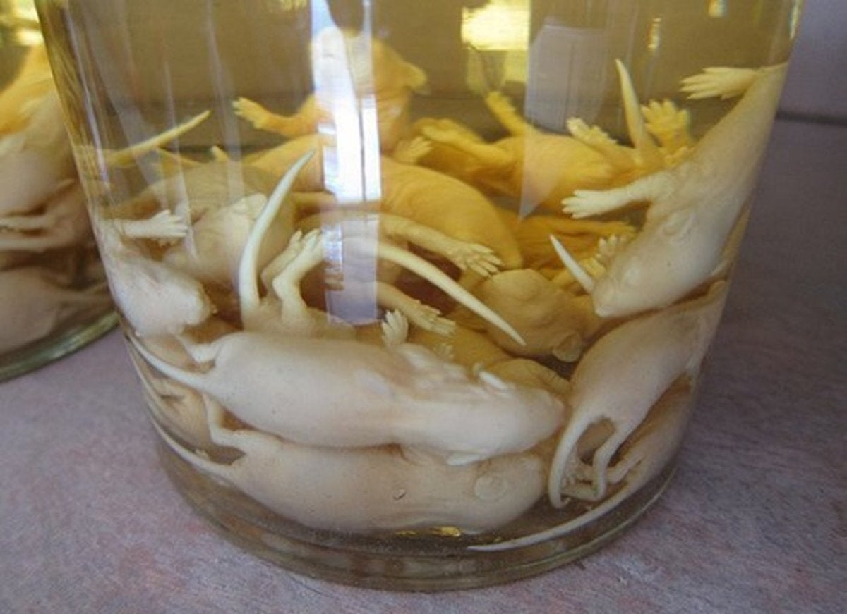 Baby Mice Wine (Κρασί από μωρά ποντίκια)