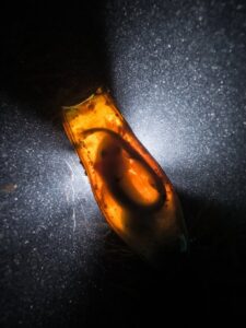 u0022Catshark Supernovau0022 του Dan Bolt (Μεγάλη Βρετανία)