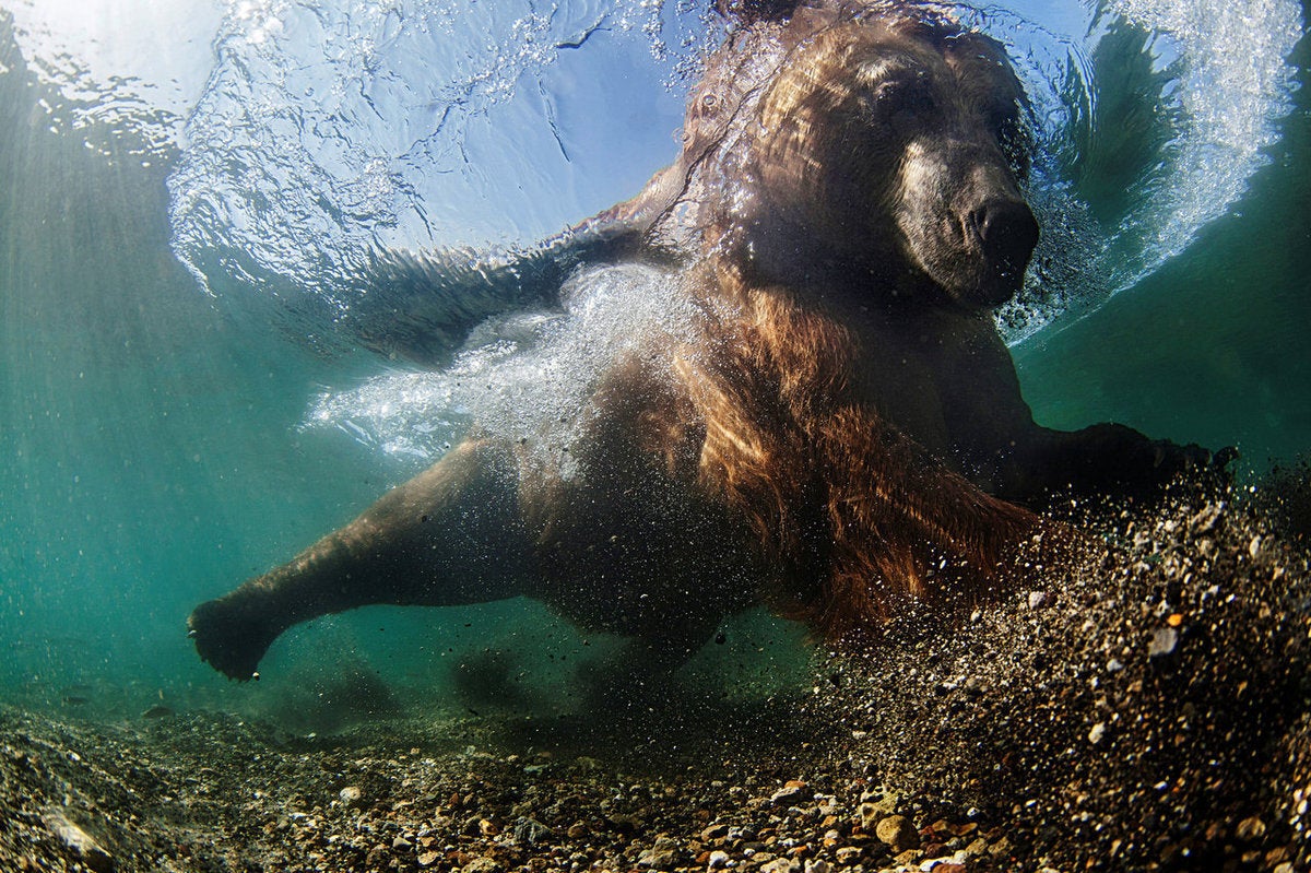 u0022Underwater Fishermanu0022 του Mike Korostelev (Ρωσία)