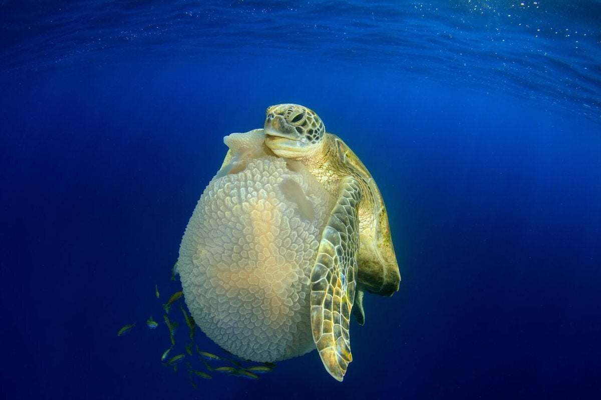 u0022Turtle Eating Jellyfishu0022 του Richard Carey (Ταϊλάνδη)