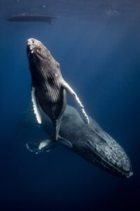 Ευρεία γωνία - Θαλάσσια ζωή