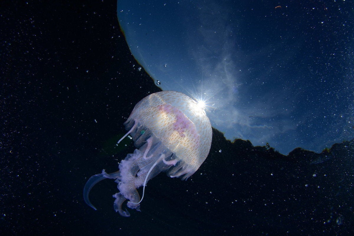 Ευρεία γωνία