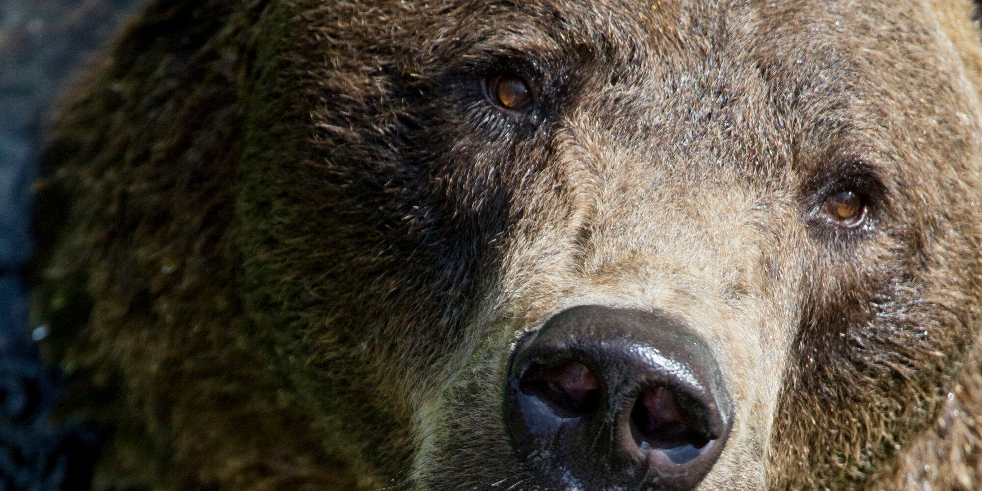 Αρκούδα κλείστηκε και κλειδώθηκε μέσα σε αυτοκίνητο