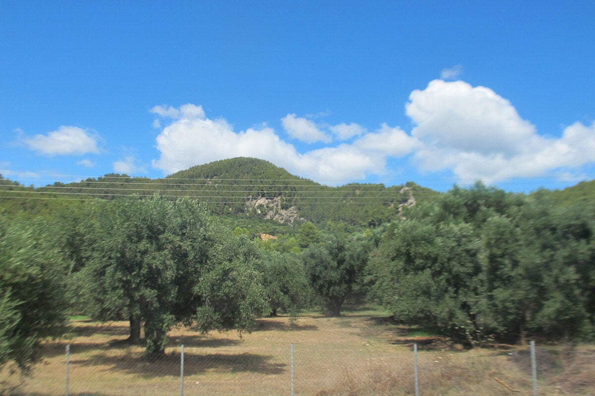 ΕΛΑΙΩΝΑΣ,  ΔΑΣΟΣ