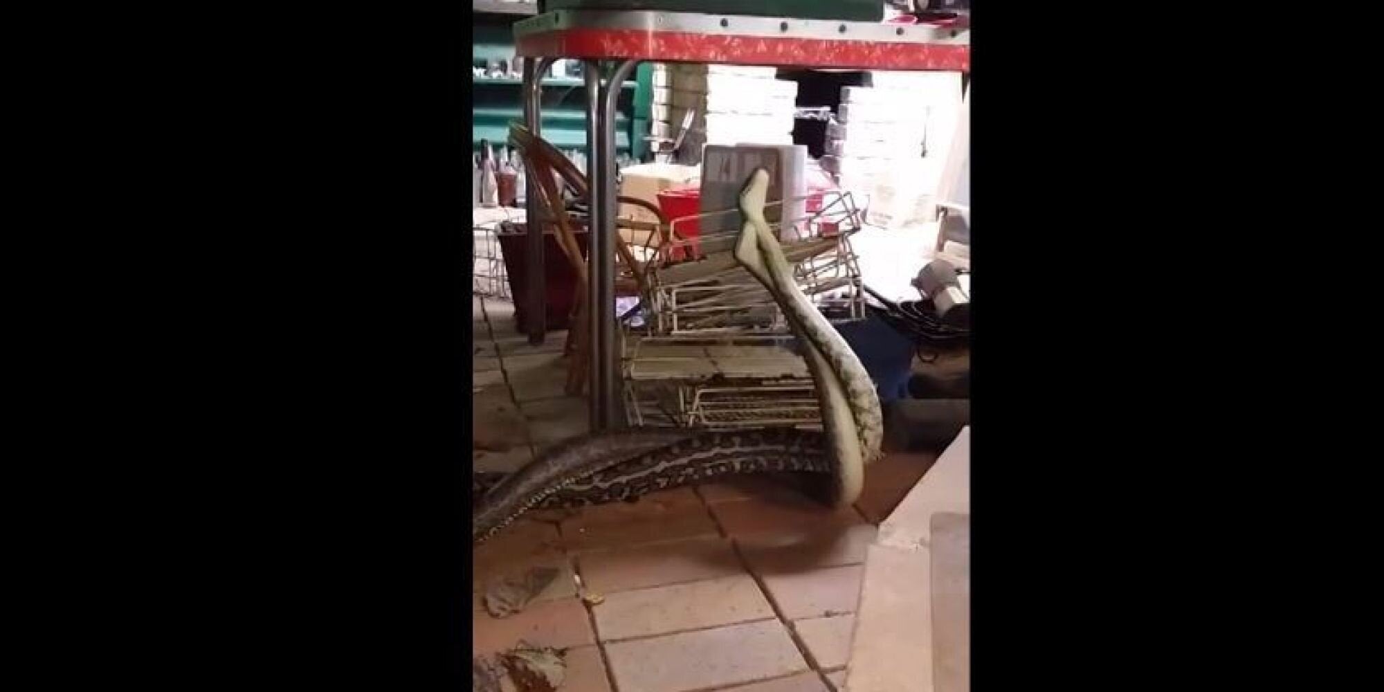 Η αντίδραση ενός Αυστραλού όταν ανακάλυψε δύο τεράστιους πύθωνες στην κουζίνα του