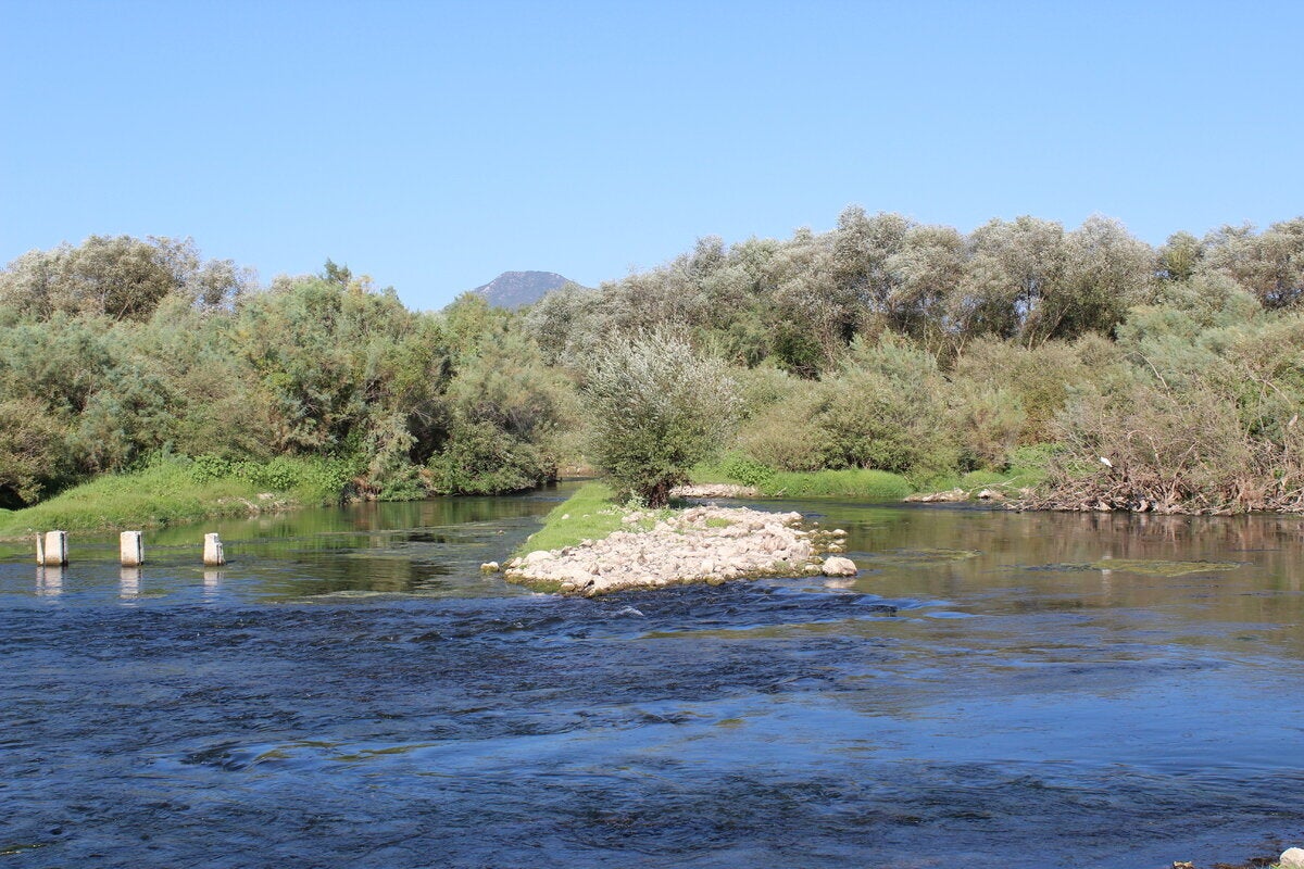 Βραχονησίδα με ηρωική ελιά επάνω της, κοντά στις εκβολές του Λούρου στον Αμβρακικό, εντός του Εθνικού Πάρκου Υγροβιότοπων Αμβρακικού