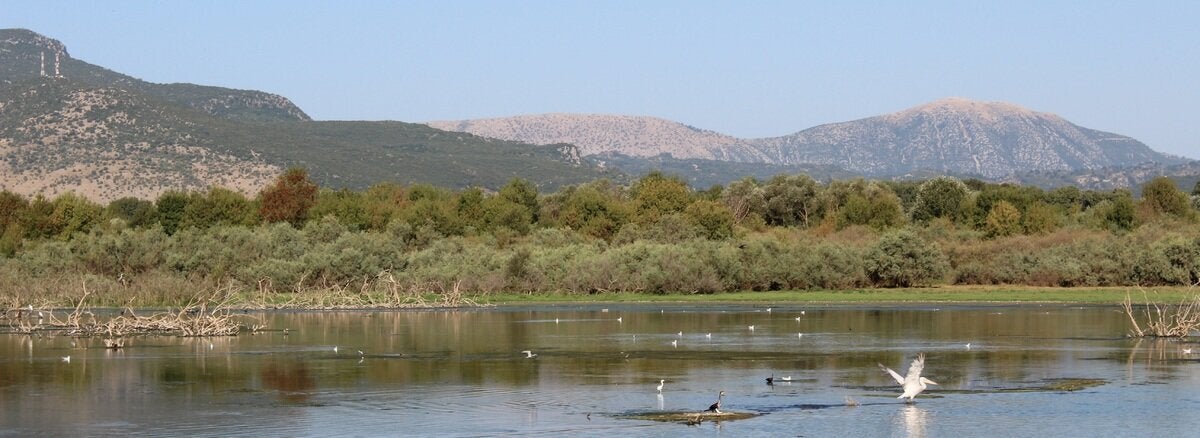 Πέταγμα αργυροπελεκάνου- αριστερά, πάνω στη φλίδα χώματος ένας κορμοράνος και πίσω του τσκινιάς και γλάροι
