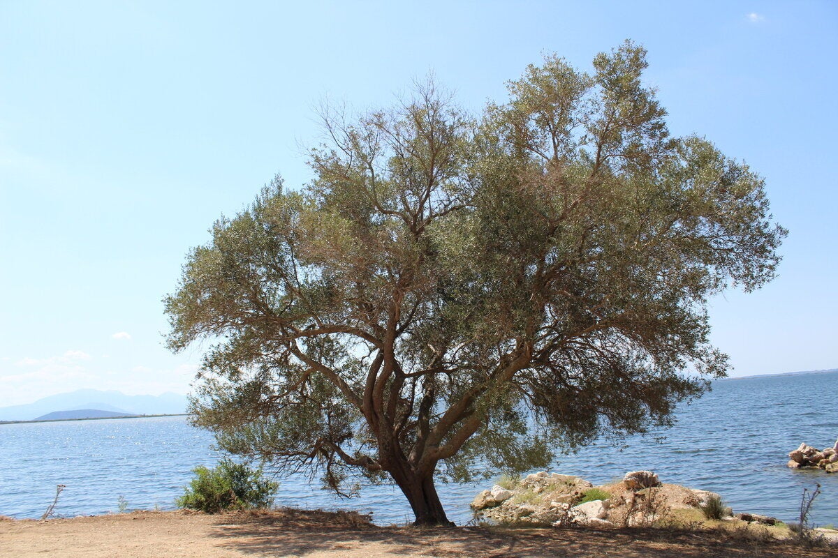 Στη λιμνοθάλασσα της Ροδιάς