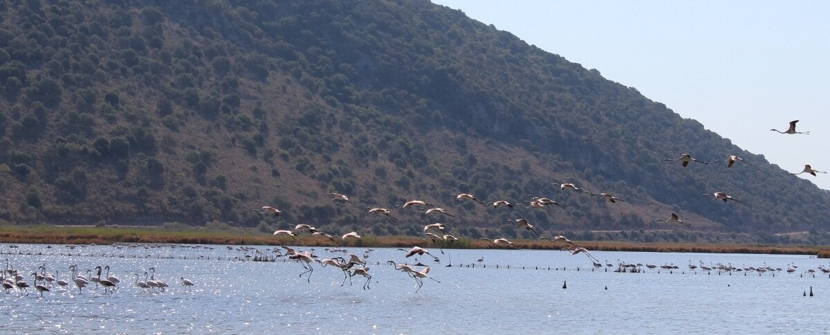 Φλαμινγκο, προσθαλασσωση