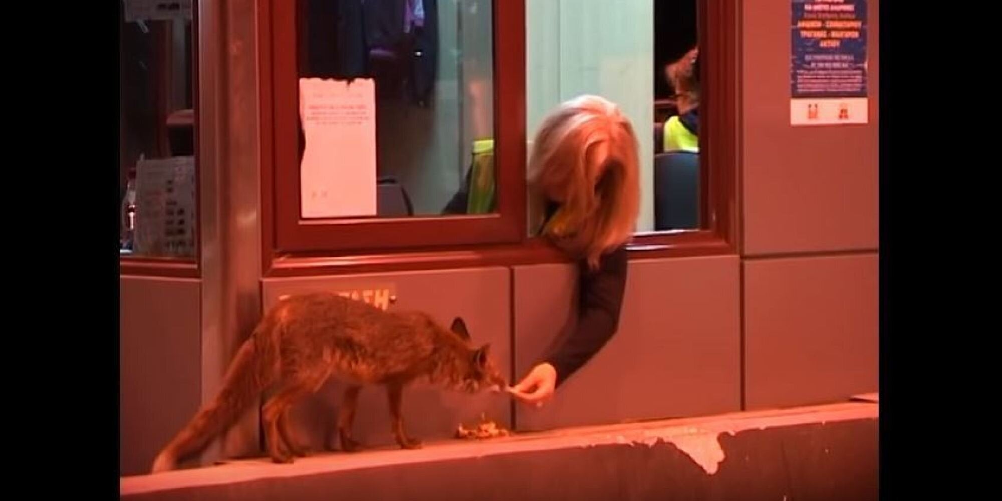 Το βίντεο με την υπάλληλο των διοδίων που ταΐζει μία αλεπού στο στόμα είναι ό,τι πιο τρυφερό είδαμε σήμερα