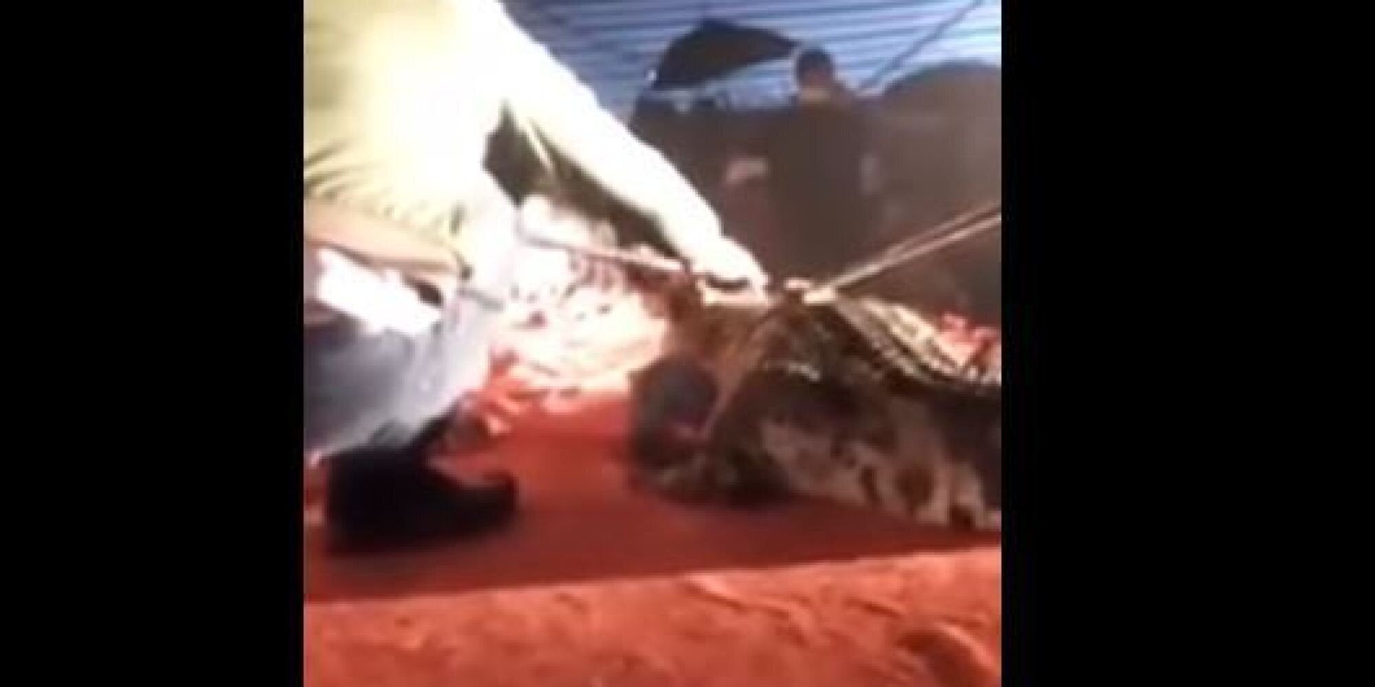 Βίντεο: Κροκόδειλος σε τσίρκο αρπάζει τον εκπαιδευτή του από το κεφάλι