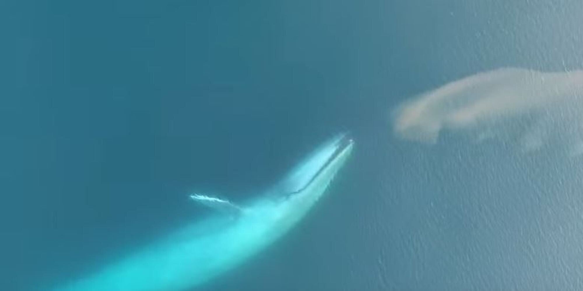 Πώς είναι όταν το μεγαλύτερο πλάσμα του πλανήτη είναι πραγματικά πεινασμένο