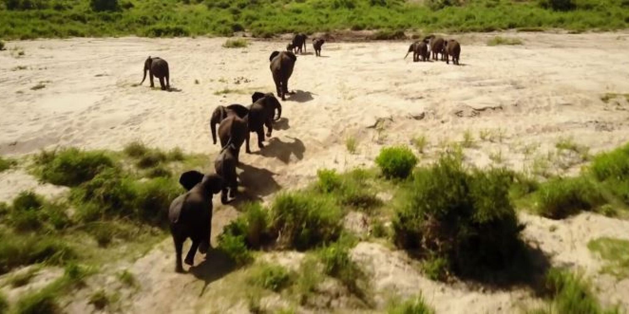 Ένα «Lion King» στον πραγματικό κόσμο: Απίστευτες εικόνες άγριων ζώων στην αφρικανική σαβάνα