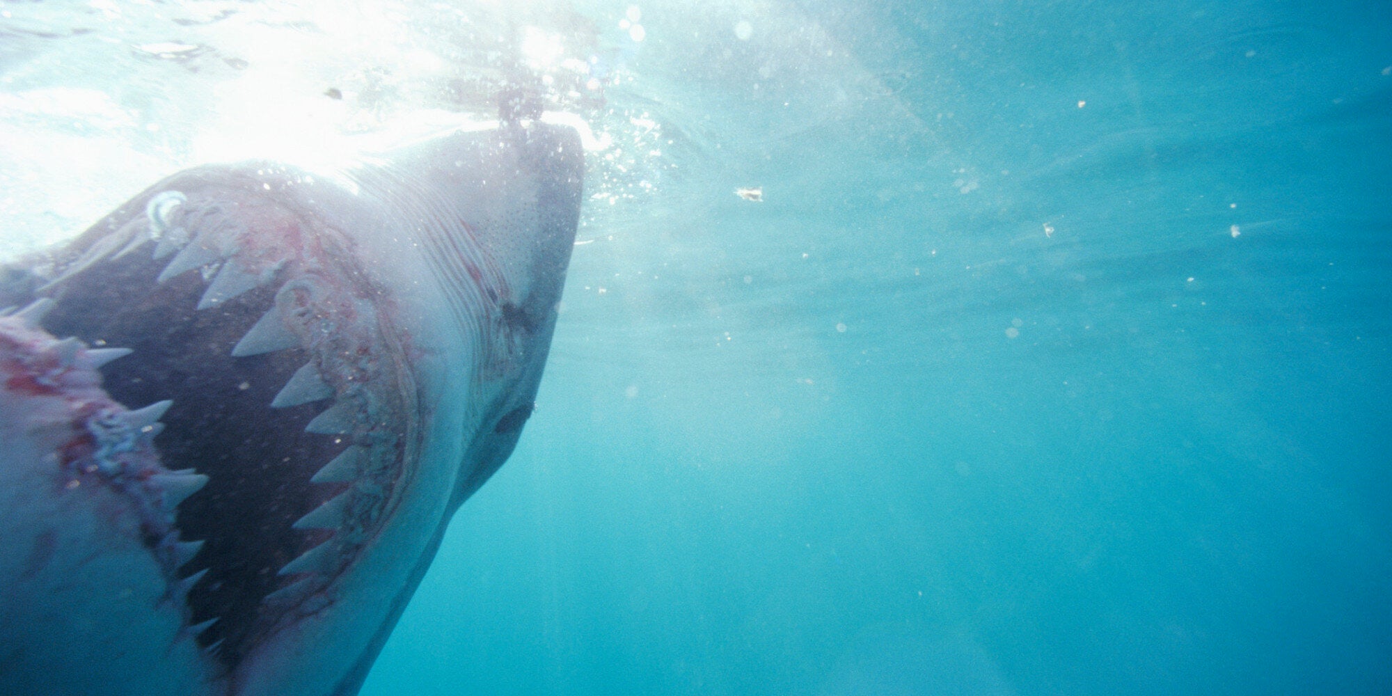 Βίντεο: Τα σαγόνια του καρχαρία πιο κοντά από ποτέ