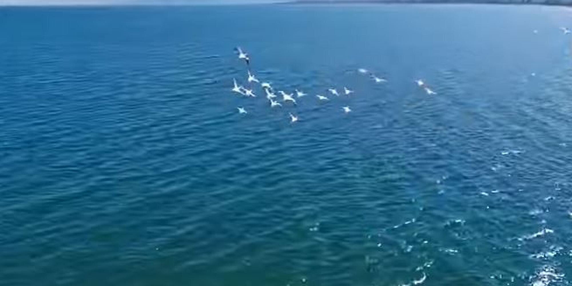 Βίντεο: Ροζ φλαμίνγκο κοντά στη Λαμία- Πτήση στη Σκάρφεια, κοντά στις εκβολές του Σπερχειού