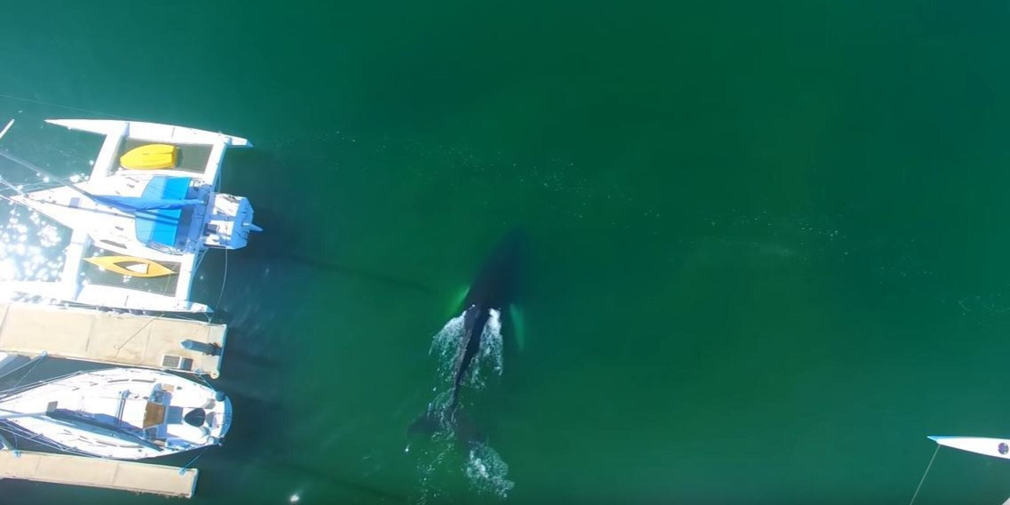 Βίντεο: Φάλαινα παγιδεύτηκε σε λιμάνι στην Καλιφόρνια