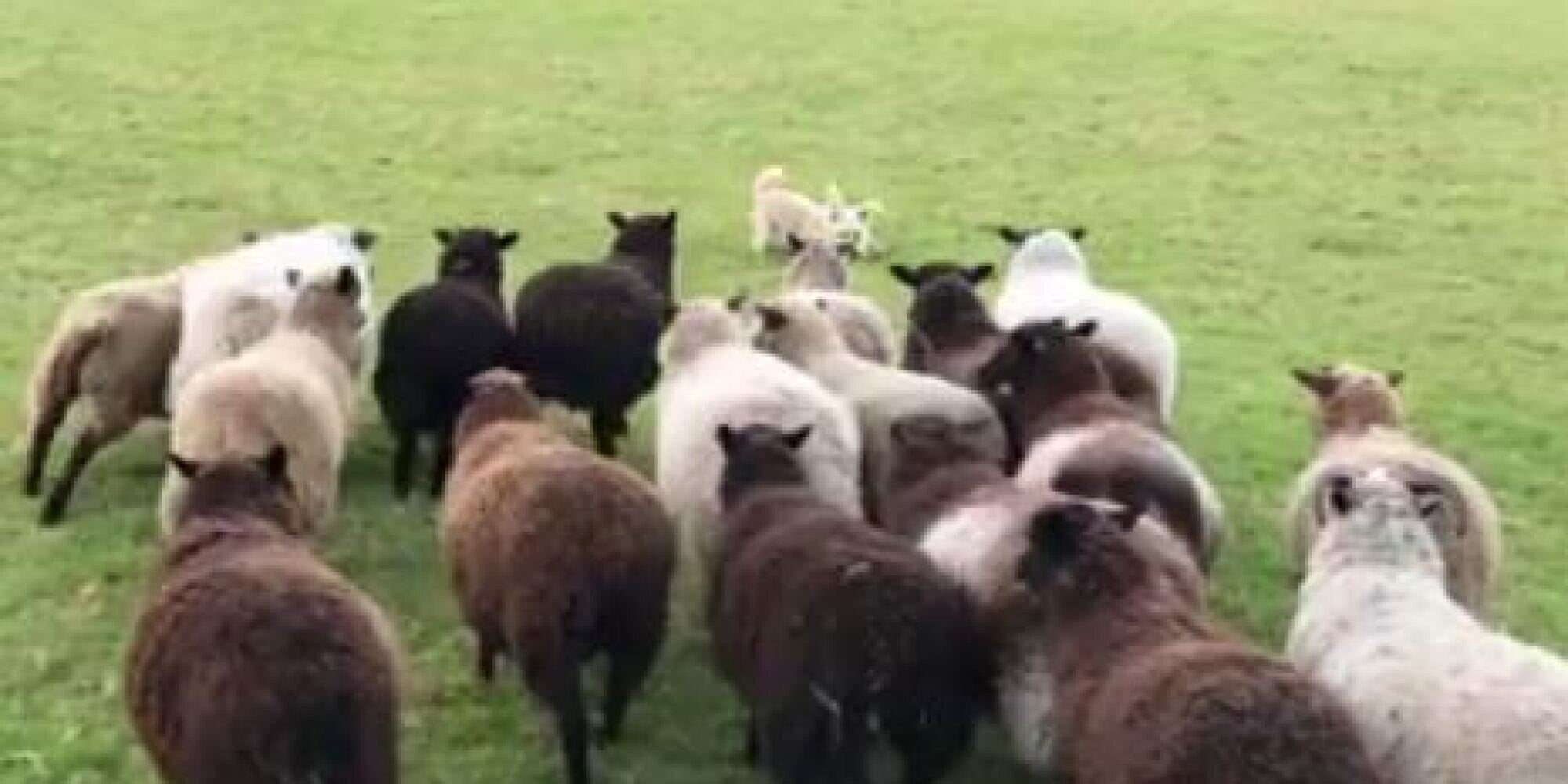 Βίντεο: Τσοπανόσκυλο να σου πετύχει…