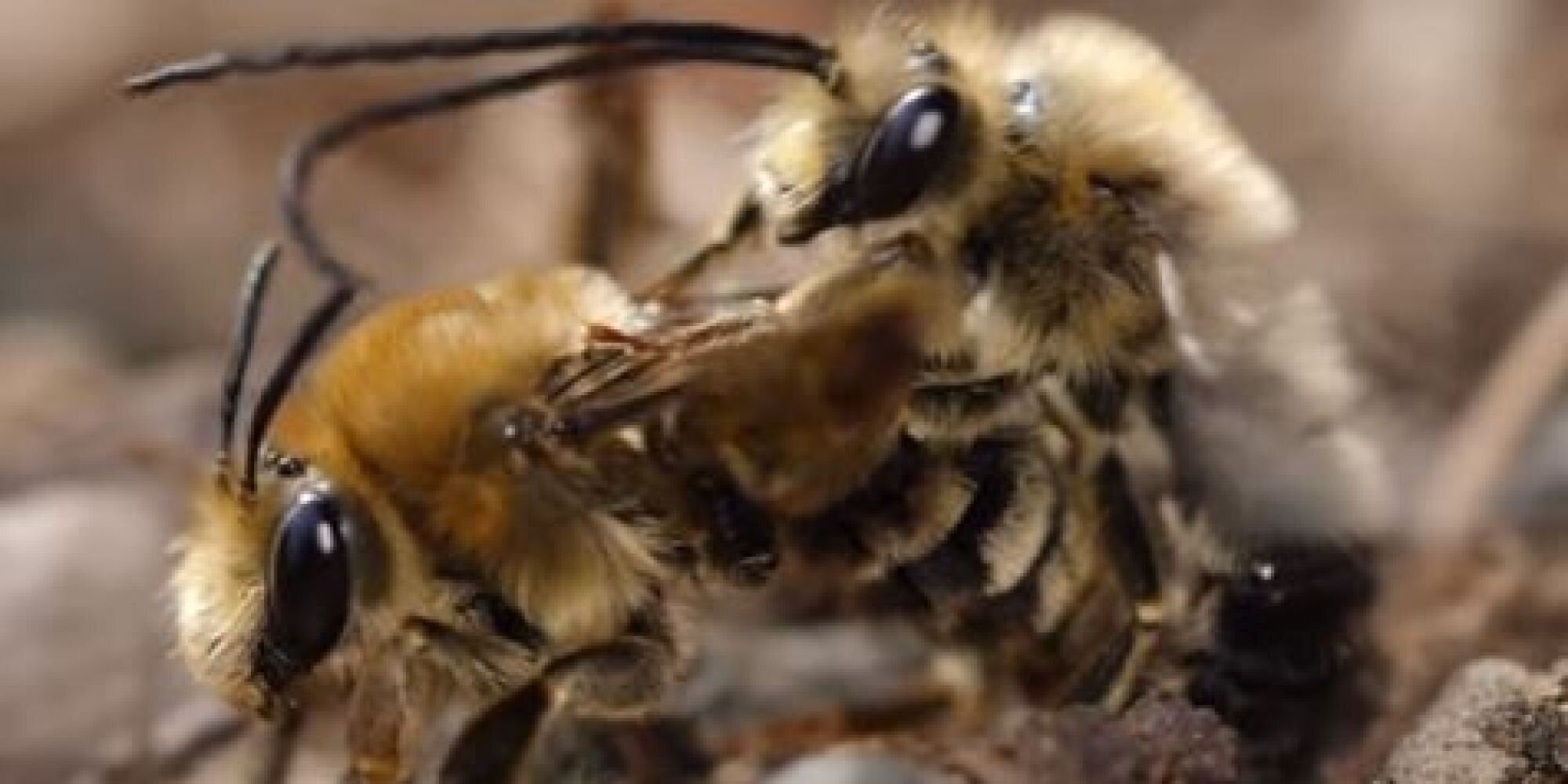 Βίντεο: Το σεξ μεταξύ μελισσών είναι αλλόκοτα…βρώμικο (και ίσως σας κάνει να νιώσετε λίγο άβολα)
