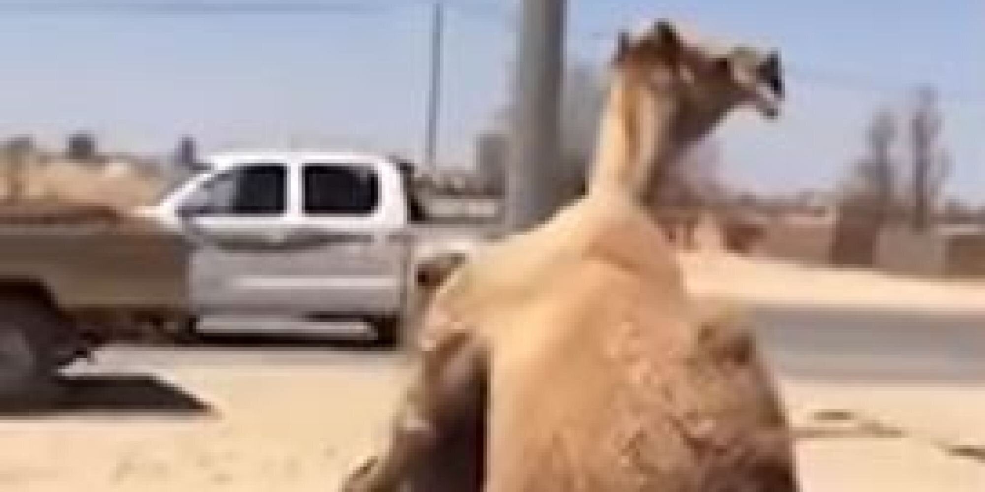 Καμήλες ζευγαρώνουν ανενόχλητες στη μέση αυτοκινητόδρομου στο Ντουμπάι