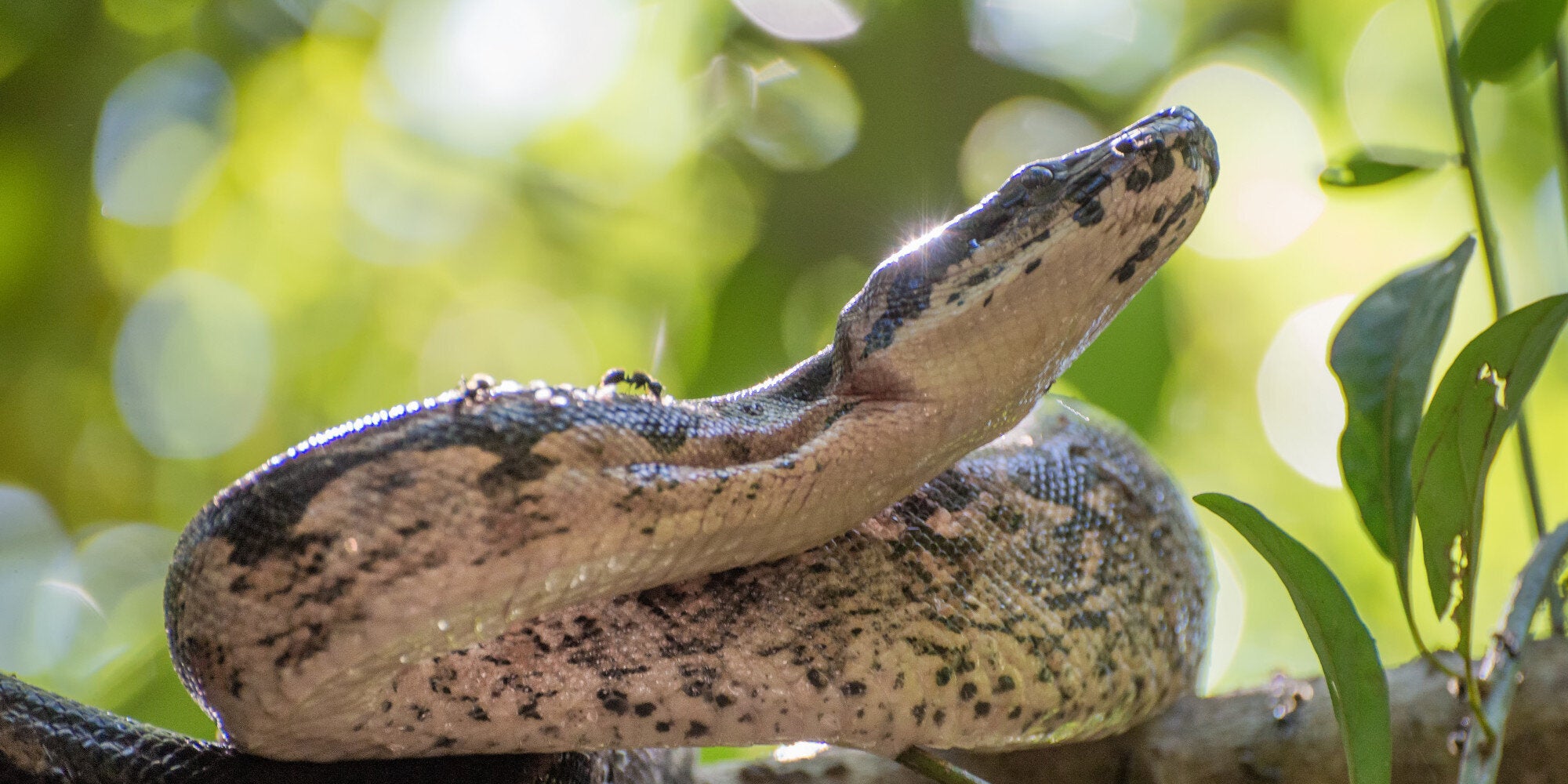 Σας έχουμε άσχημα νέα. Αυτά τα τεράστια φίδια κυνηγούν το θήραμά τους σε ομάδες