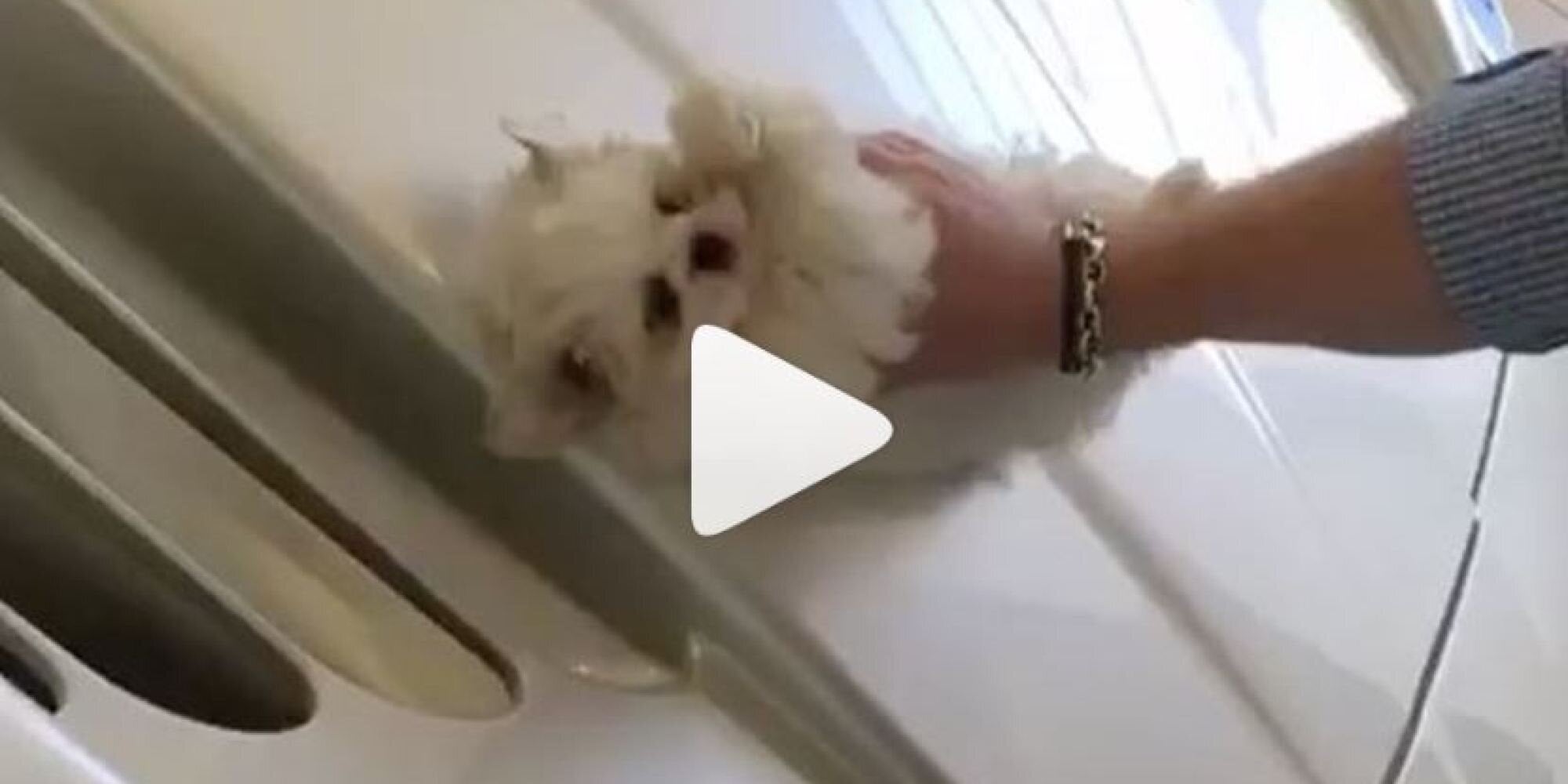 Οργή στο Διαδίκτυο λόγω βίντεο με «πλουσιόπαιδο του Λονδίνου» που καθαρίζει αυτοκίνητο με κουτάβι