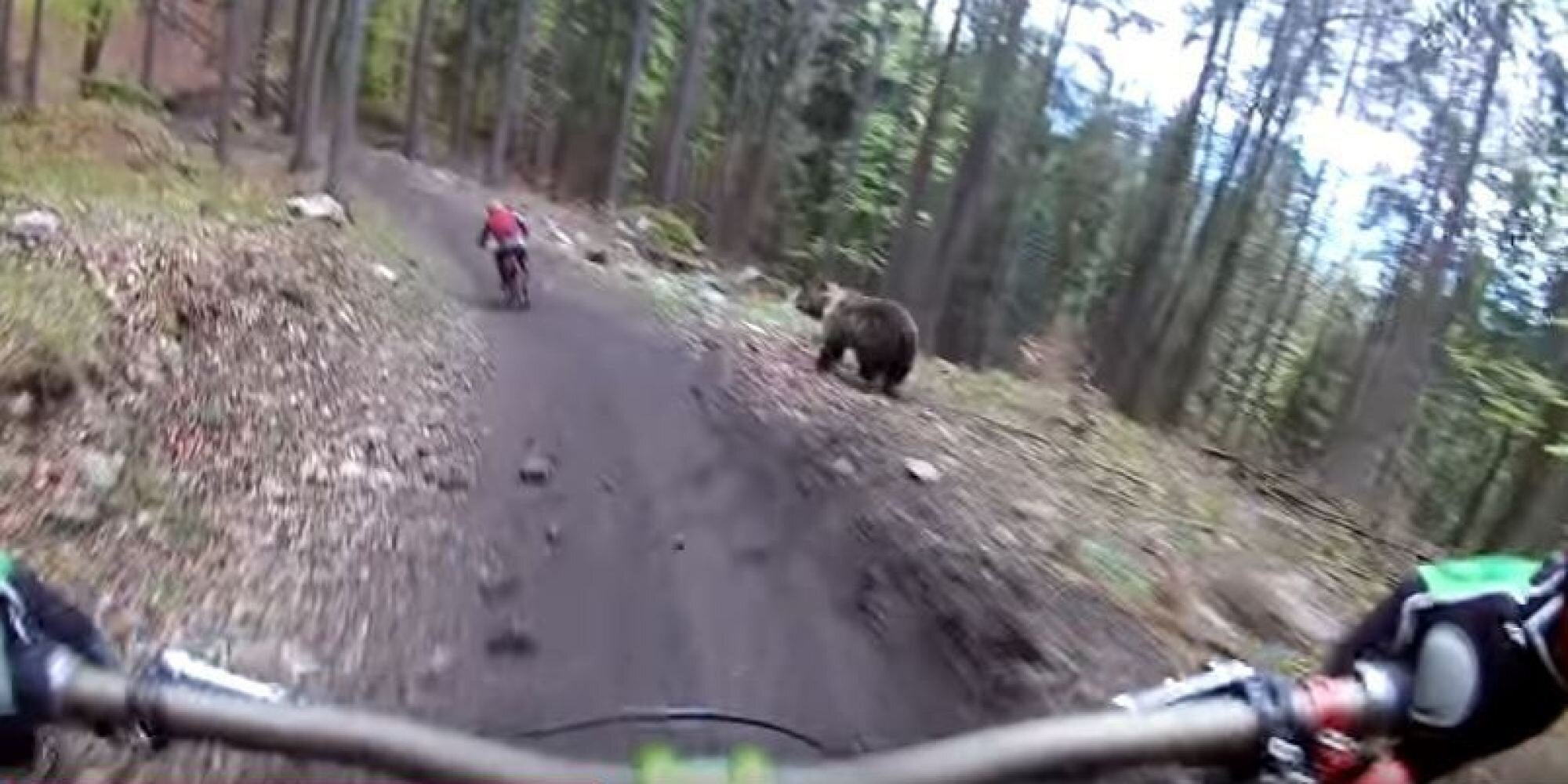 Αρκούδα πήρε στο κυνήγι ποδηλάτες και έτρεχε γρήγορα