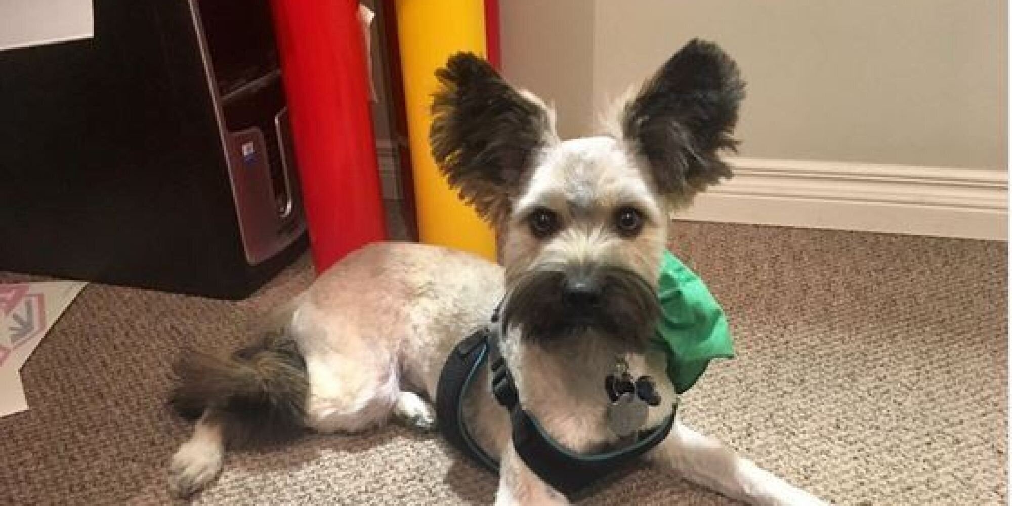 Αυτά τα 11 σκυλιά κουρεύτηκαν και δεν είναι καθόλου, μα καθόλου χαρούμενα με το αποτέλεσμα