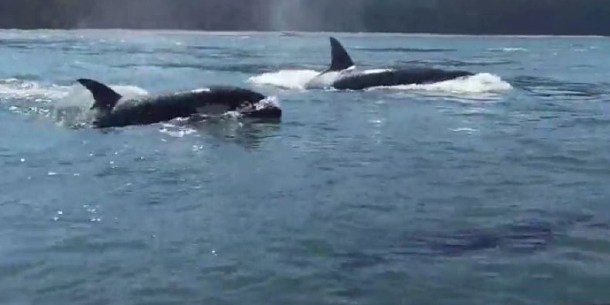 Βίντεο: Φάλαινες όρκες «επισκέπτονται» ομάδα από paddleboarders