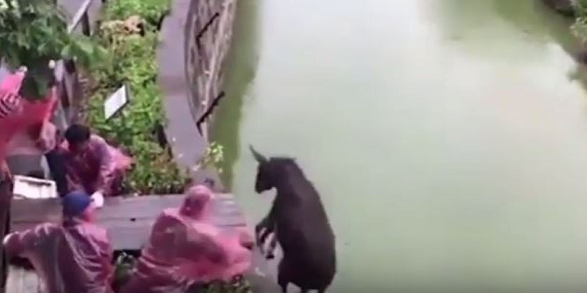 Πετούν σε πεινασμένες τίγρεις ζωντανό γαϊδουράκι. Σοκάρει η βάρβαρη πρακτική σε κινεζικό ζωολογικό κήπο