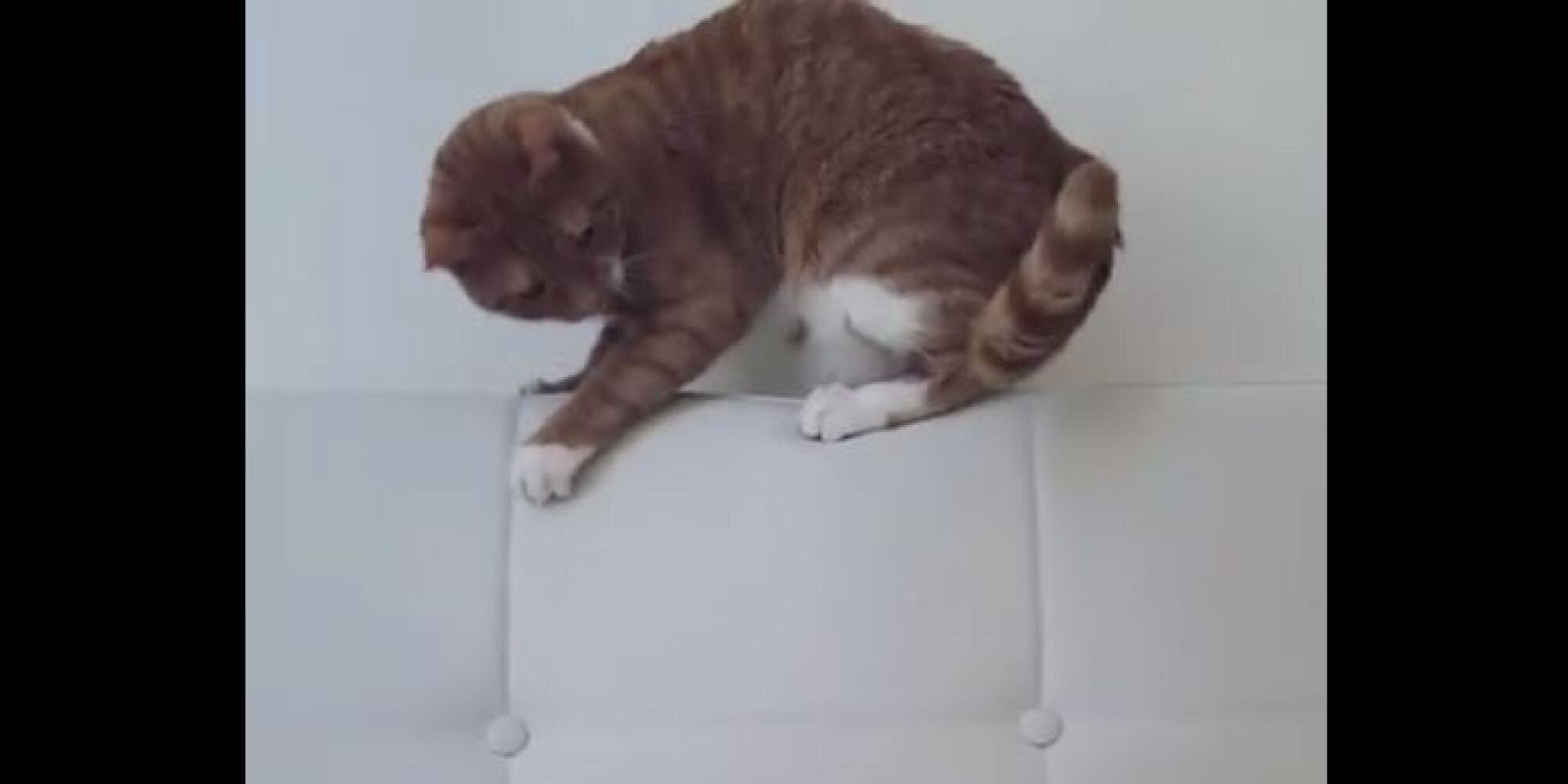 «Χορεύει ο γάτος όταν φεύγει το ποντίκι» – Αυτό το αιλουροειδές δεν αντέχει στην θέα των μικρών τρωκτικών
