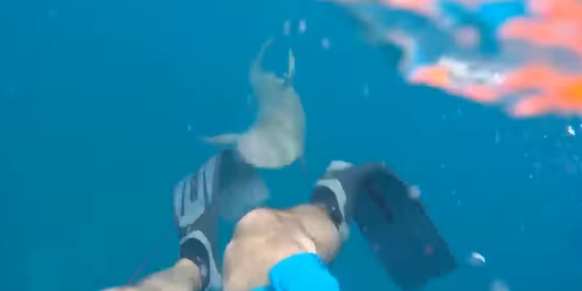 Δύτης κατέγραψε στην κάμερα τη σοκαριστική επίθεση που δέχθηκε από καρχαρία