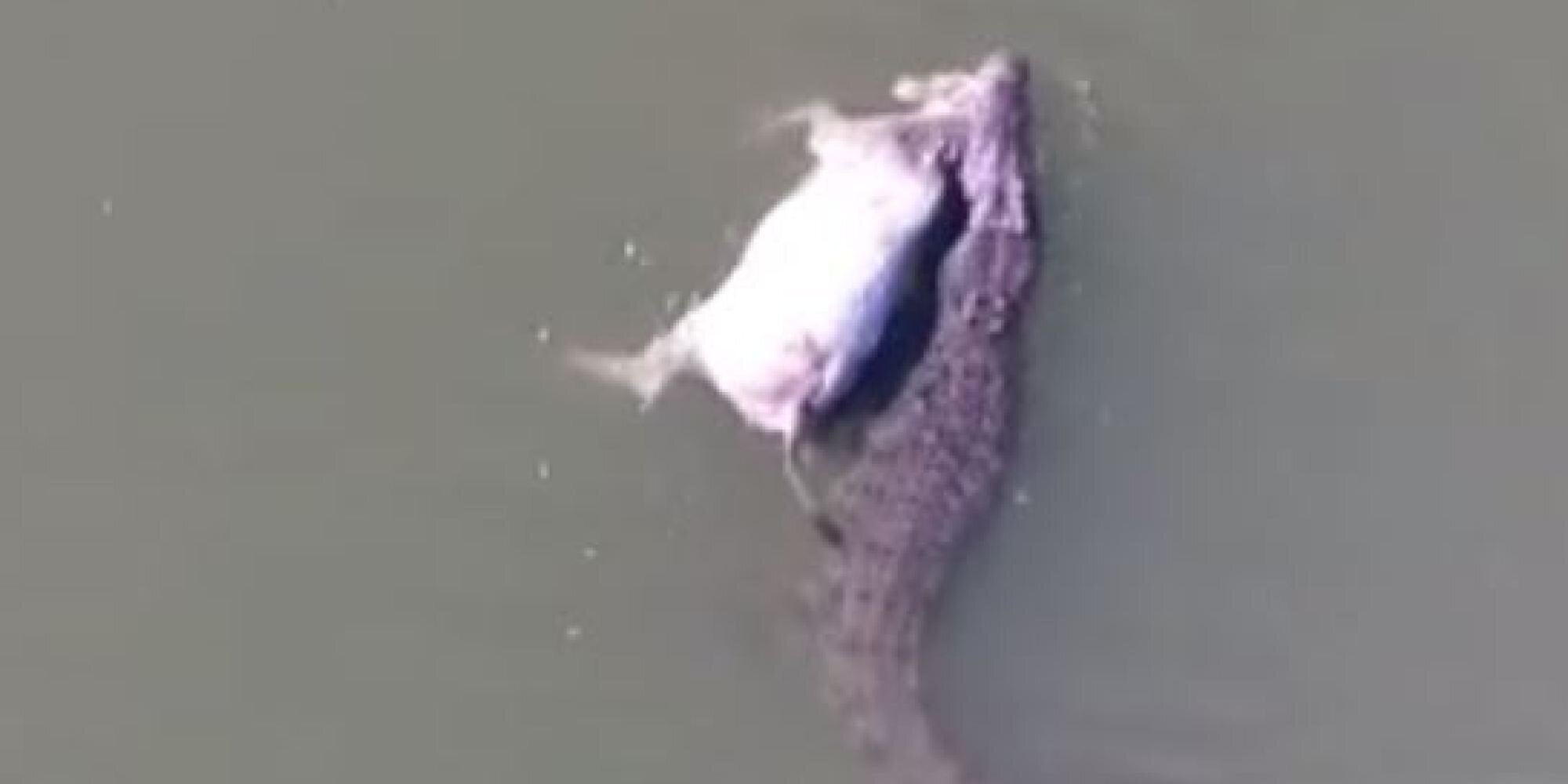 Τεράστιος κροκόδειλος κολυμπά αμέριμνος κρατώντας στα σαγόνια του μια ολόκληρη αγελάδα