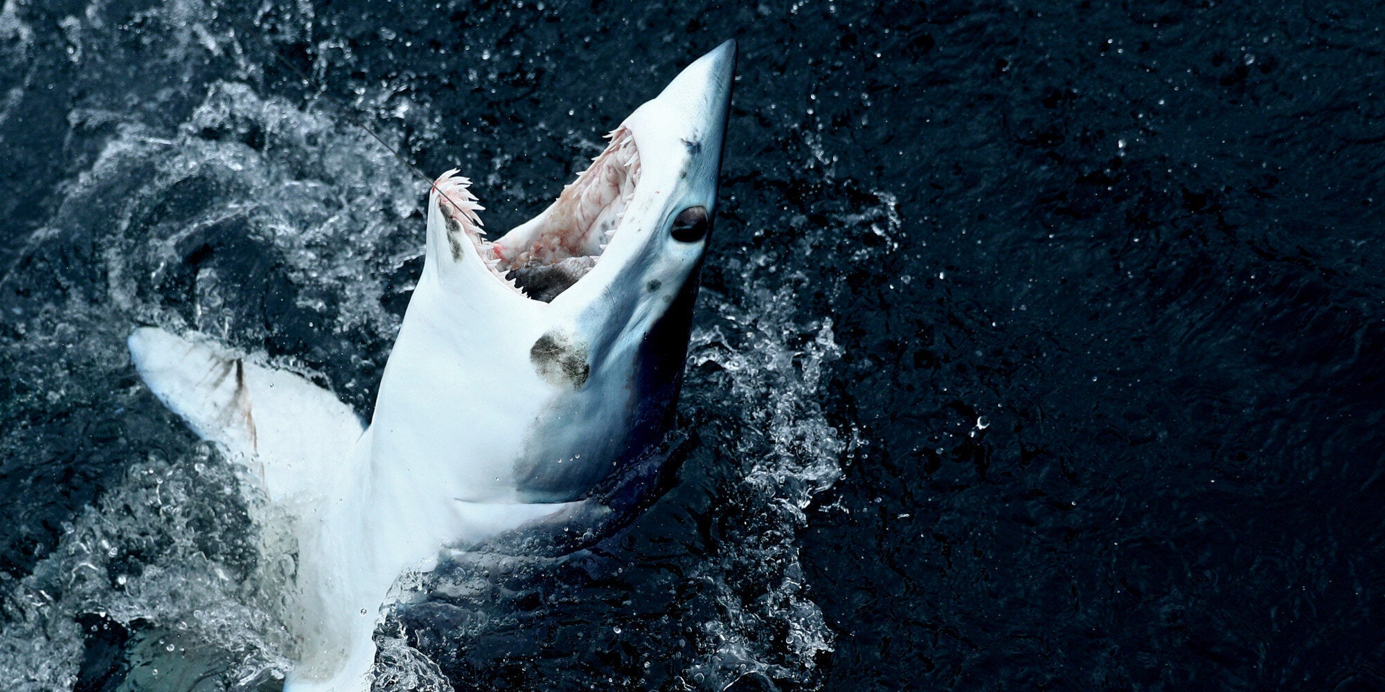 Βίντεο: Καρχαρίας πήδηξε πάνω σε αλιευτικό και…σκάλωσε εκεί