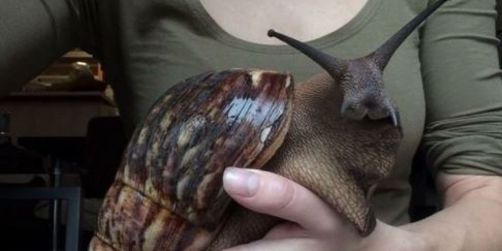 Κι όμως, δεν είναι λαγός. Είναι απλά ένα γιγάντιο σαλιγκάρι