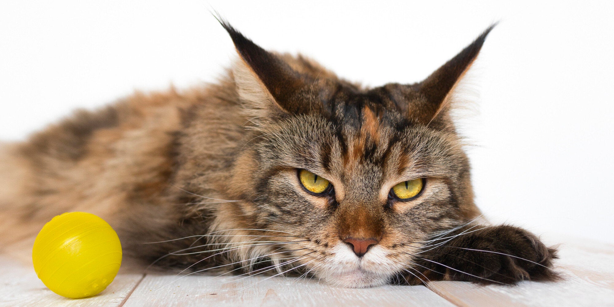 Αν έχεις εφτά ψυχές, δεν φοβάσαι κανέναν: Γάτες ενάντια σε αλιγάτορες, φίδια, αρκούδες και άλλα ζώα