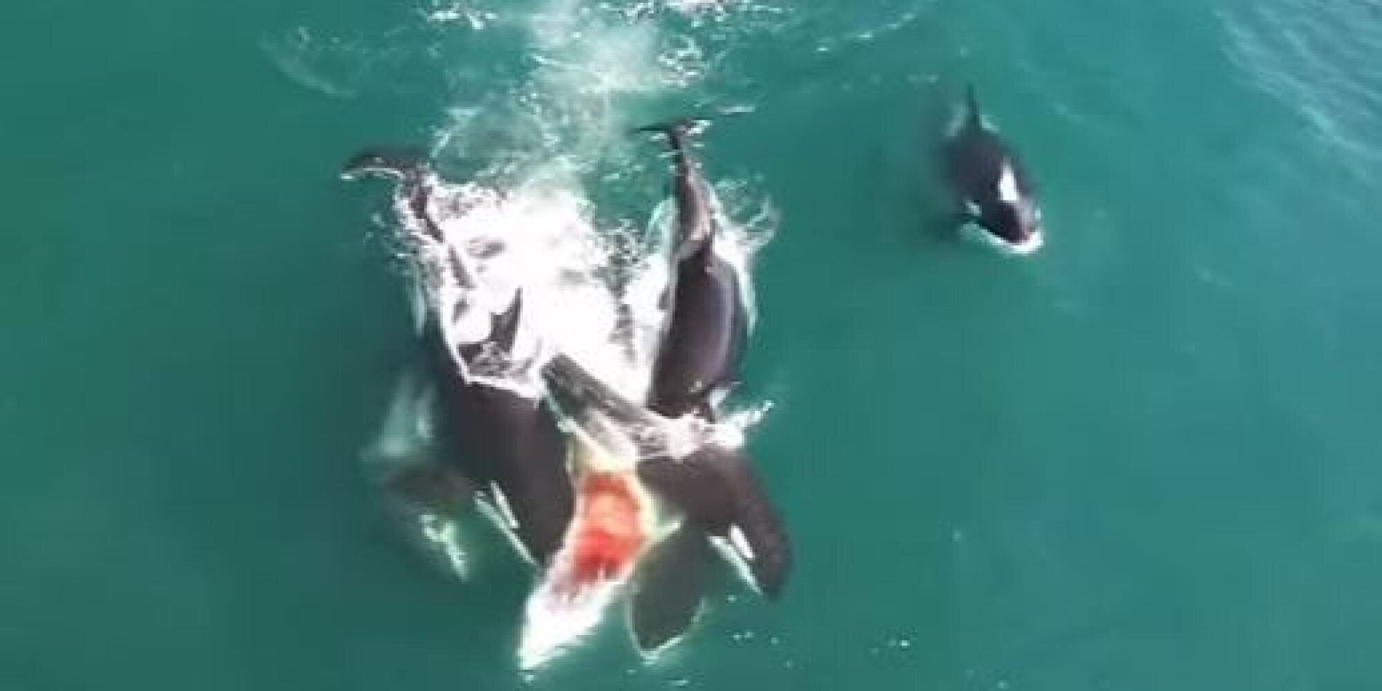 Βίντεο: Φάλαινες όρκες επιτίθενται σε φάλαινα minke