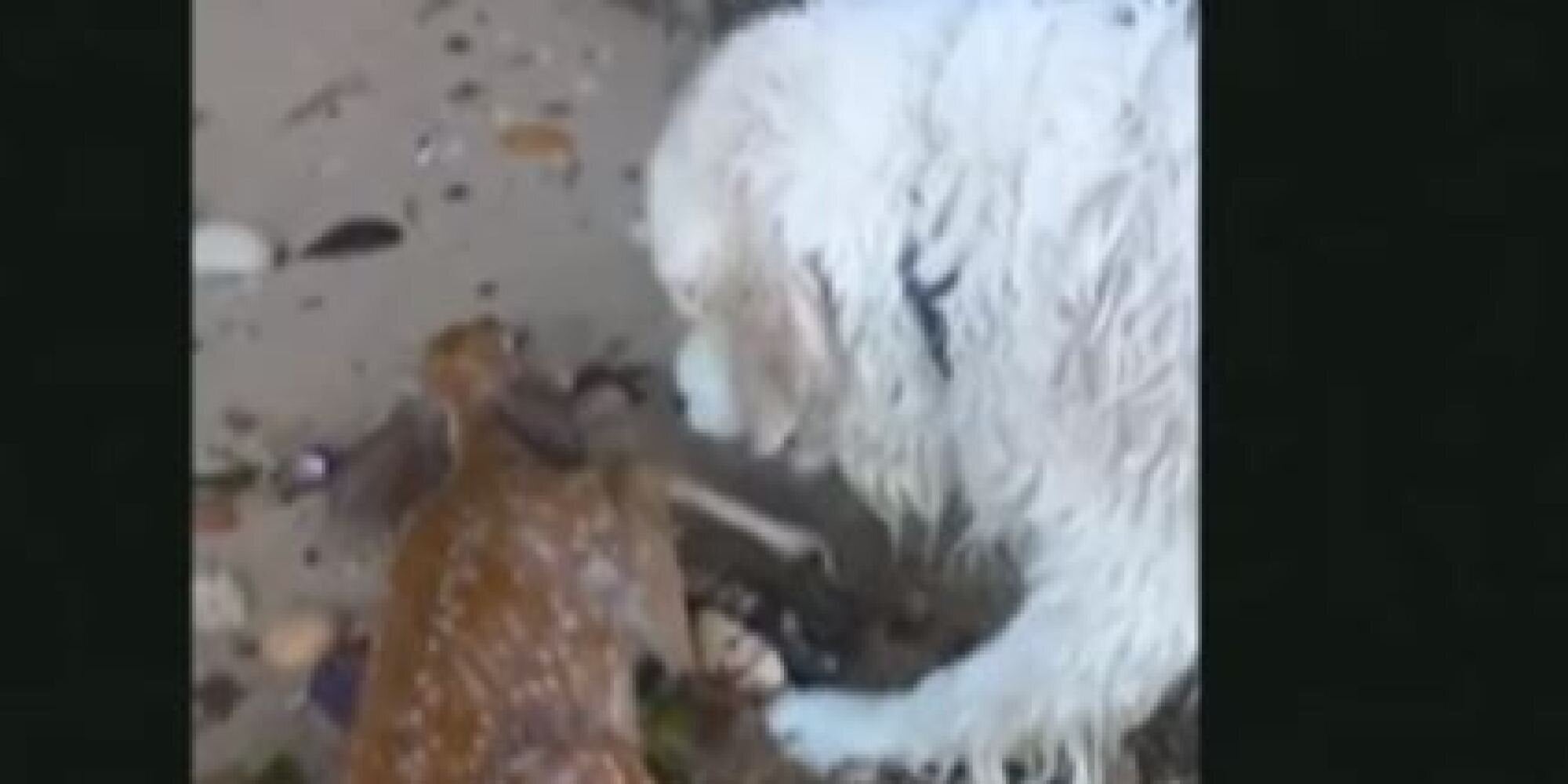 Συγκλονιστικό βίντεο με σκύλο που βουτάει στο νερό και σώζει ελαφάκι από σίγουρο πνιγμό