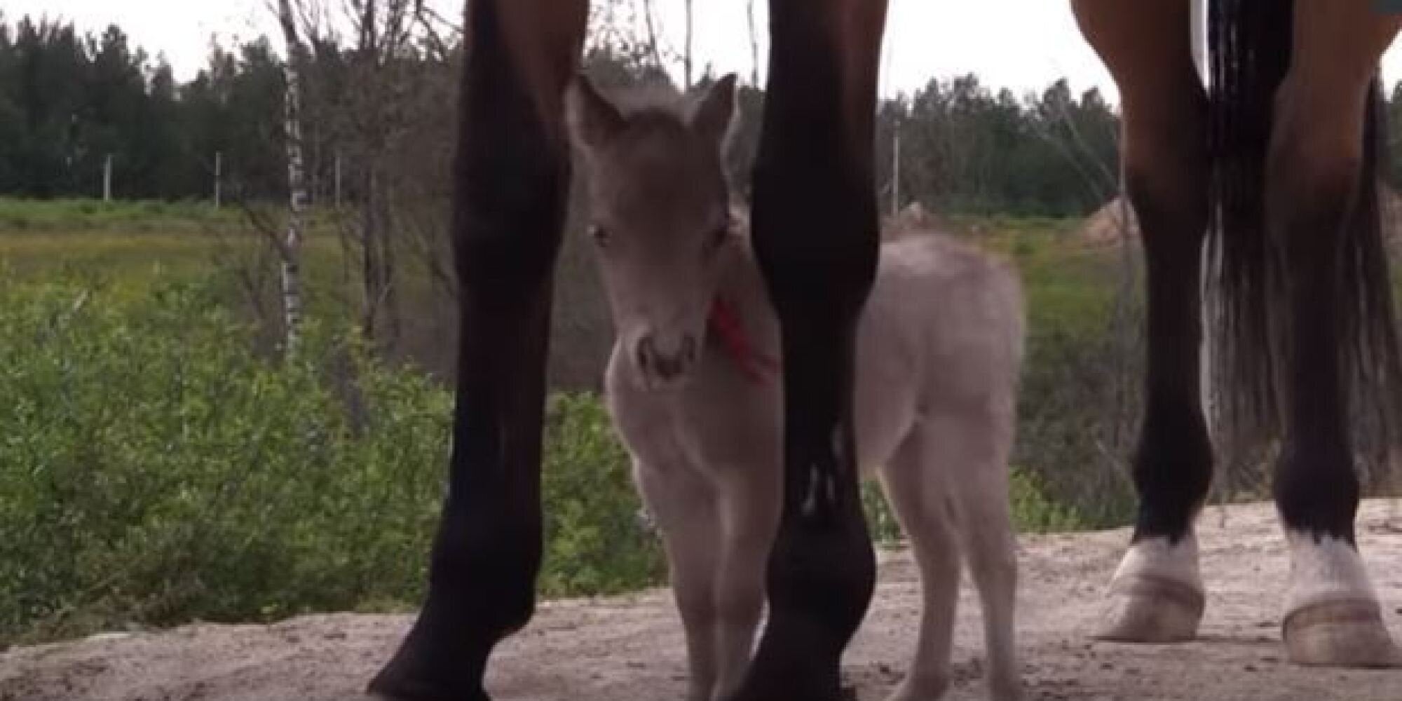 Ο μικρούλης Γκιούλιβερ είναι το μικρότερο άλογο στον κόσμο