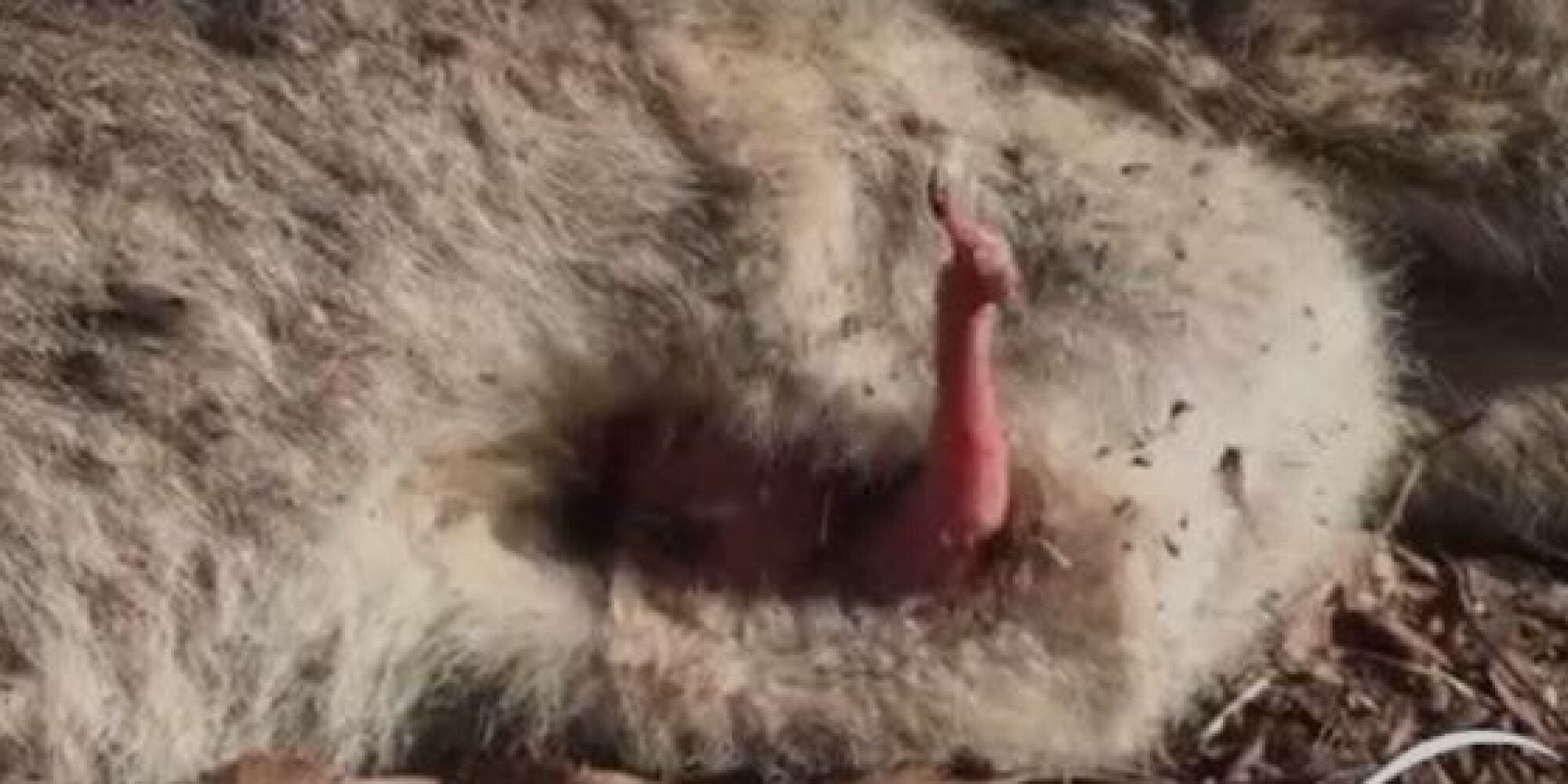 Διασώστες σπεύδουν σε τροχαίο και τότε βλέπουν το πιο μικροσκοπικό χεράκι να ζητά βοήθεια