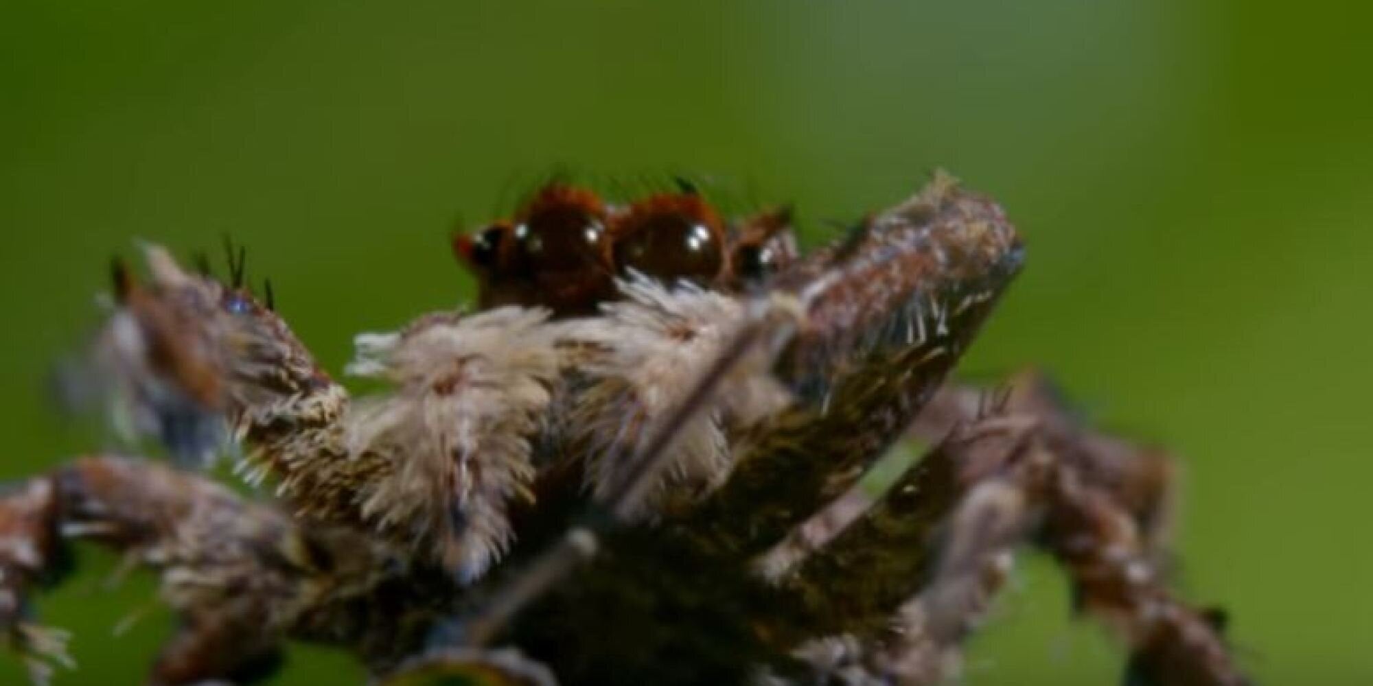 Η «σούπερ-αράχνη» που πηδά στον αέρα, λύνει προβλήματα και μπορεί να εκπαιδευτεί από τον άνθρωπο