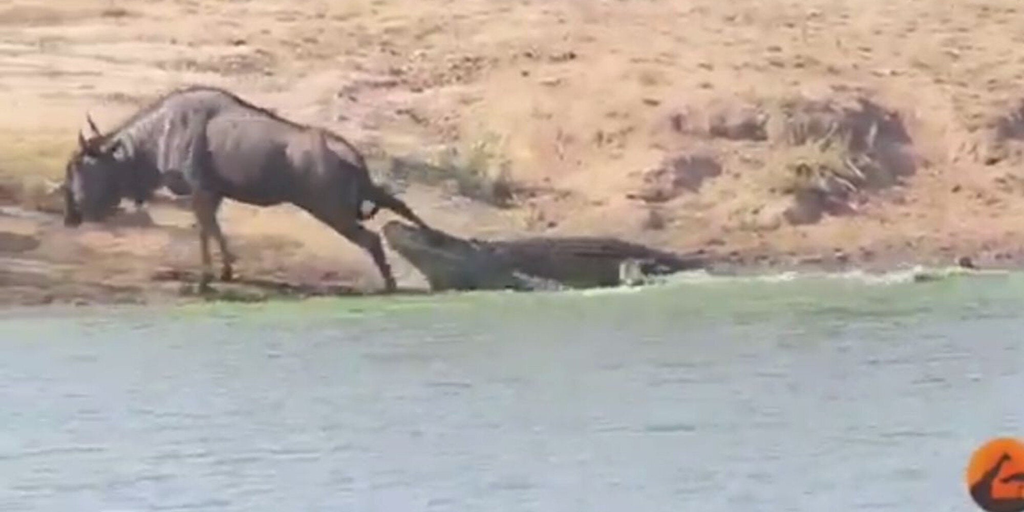 Ιπποπόταμοι σώζουν γκνου από τα δόντια κροκόδειλου