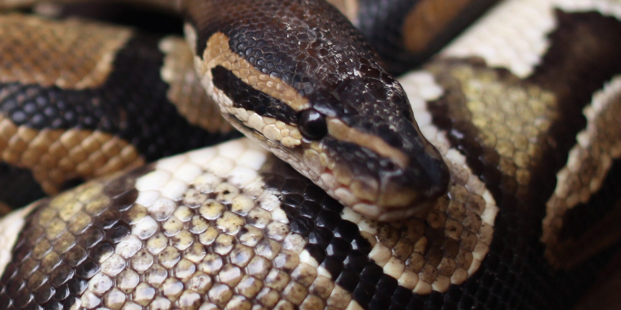 Ένας ζωντανός πύθωνας βρέθηκε στις αποσκευές ενός επιβάτη στο αεροδρόμιο Ρουασί της Γαλλίας