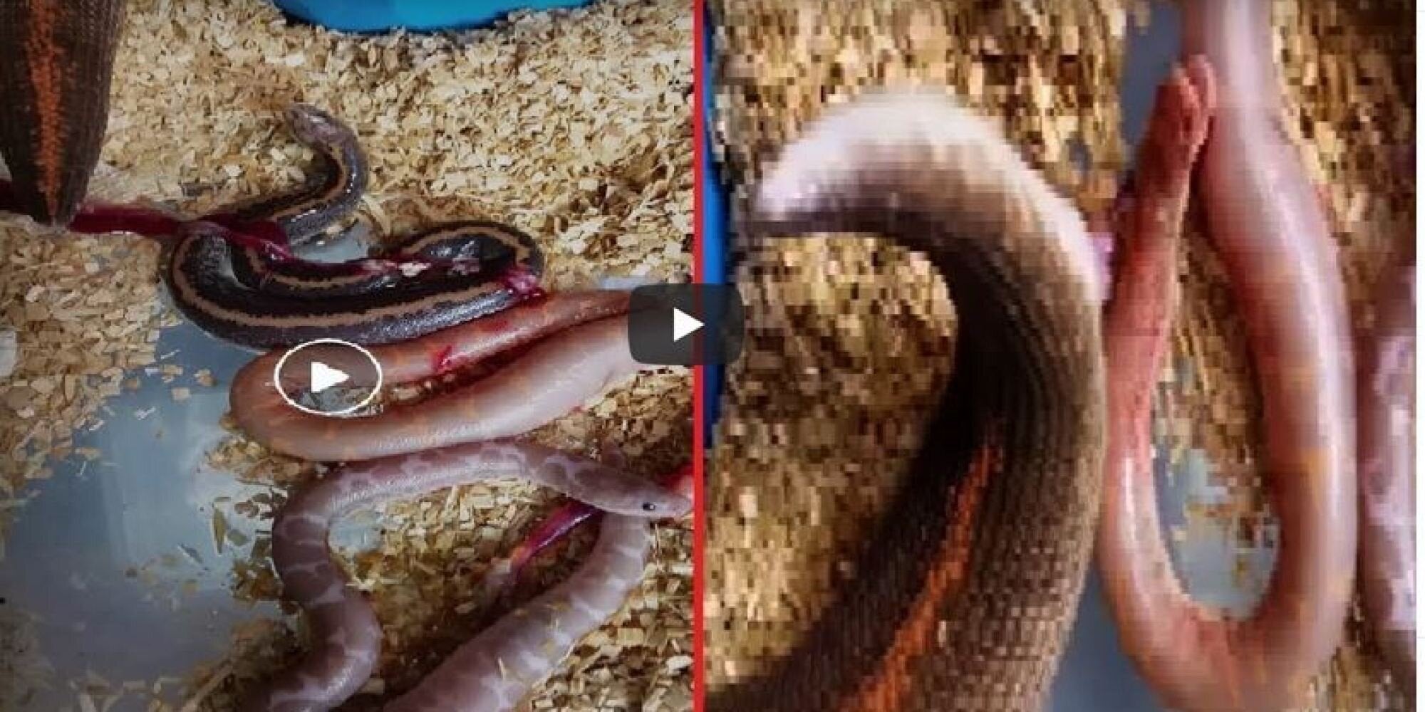 Όταν κάτι τόσο όμορφο μπορεί να γίνει τόσο αηδιαστικό. Η στιγμή που βόας γεννά τα μικρά του