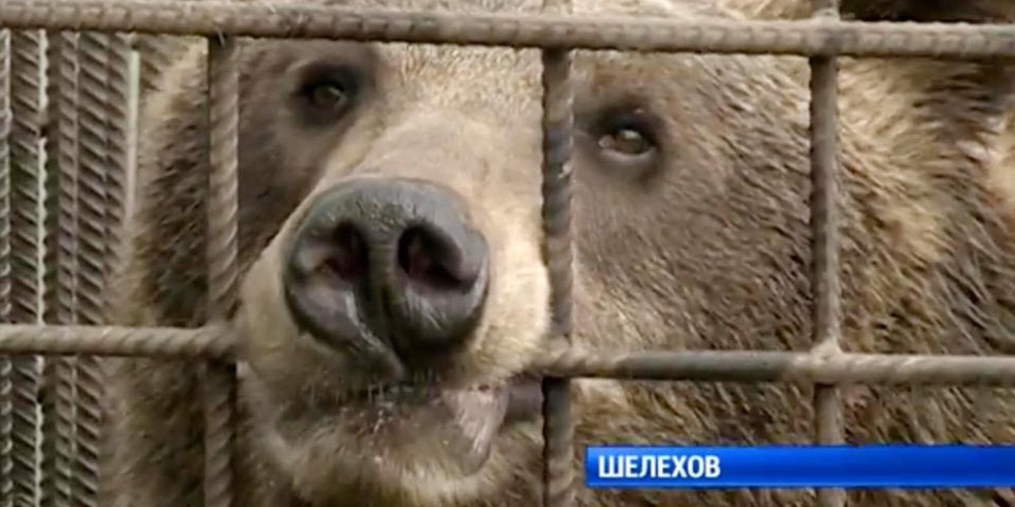 Αρκούδα δαγκώνει μεθυσμένο άνδρα, όταν αυτός προσπαθεί να της δώσει γάλα στο κλουβί της