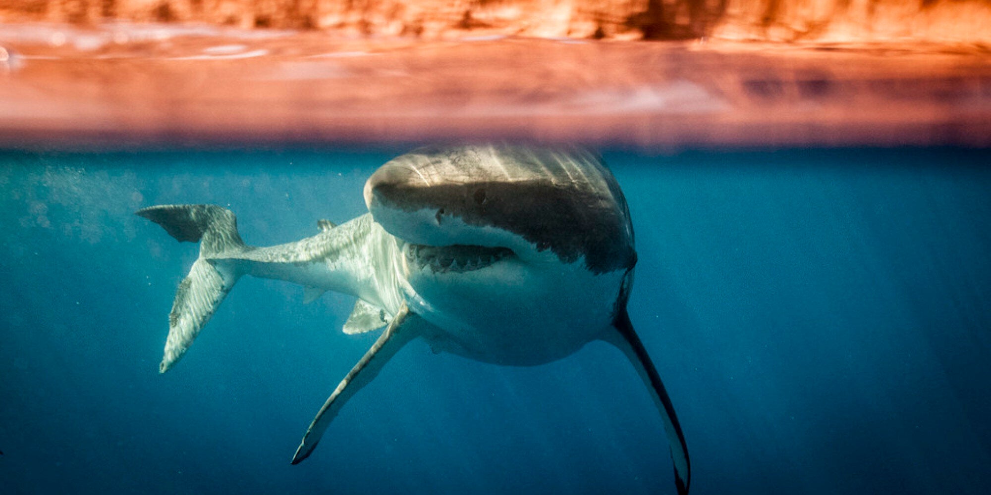 Σέρφερ ξεφεύγουν το τελευταίο λεπτό από επίθεση καρχαρία σε φώκια