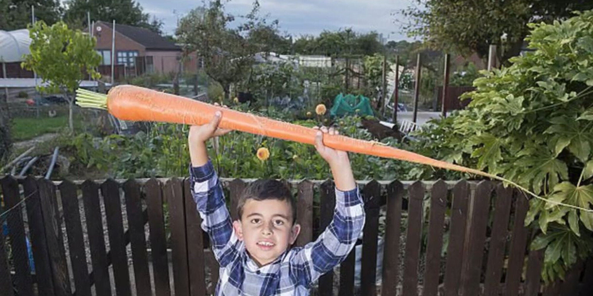 Κηπουρός στην Αμερική καλλιεργεί γιγαντιαίο καρότο