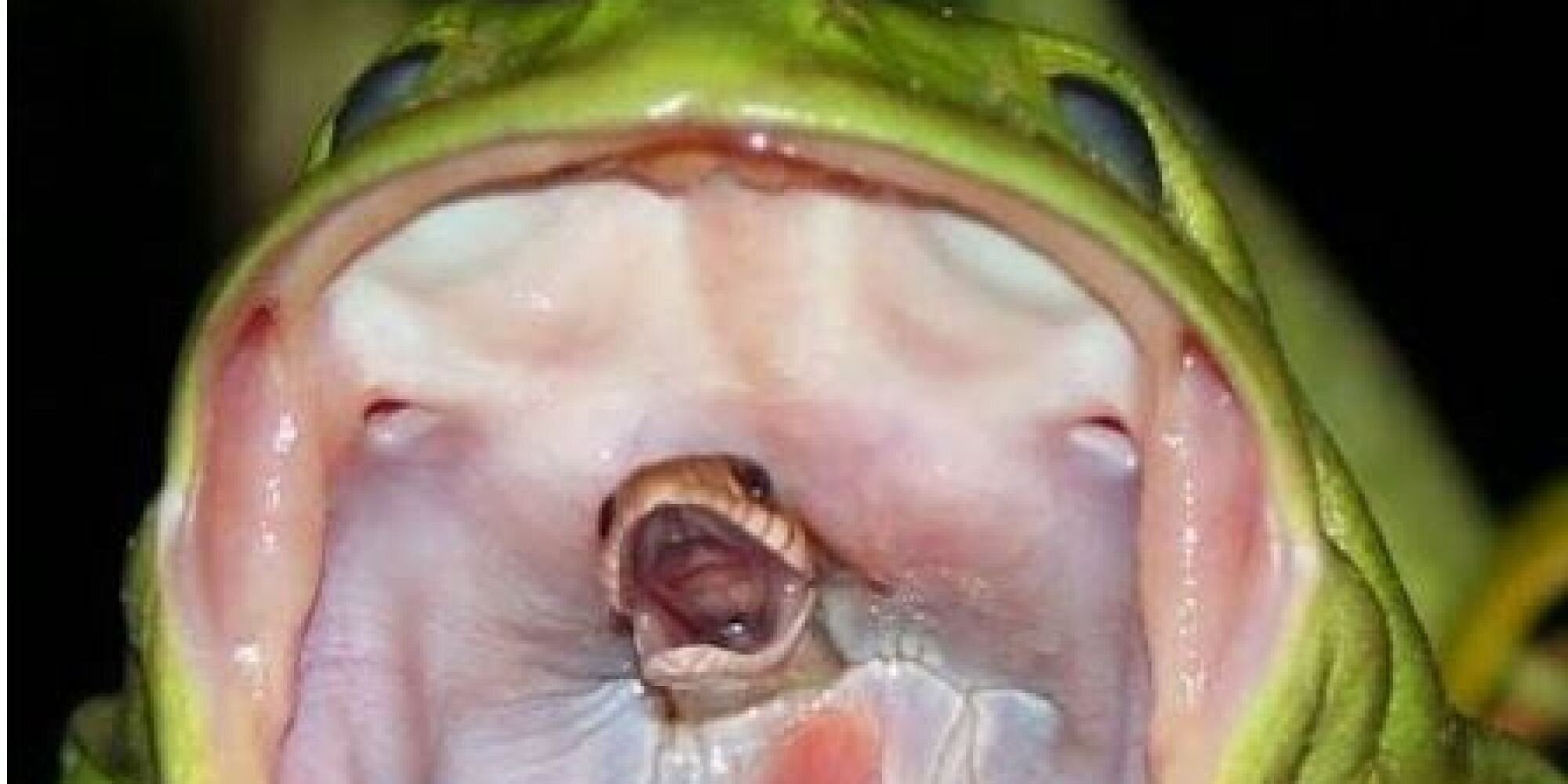 Συγκλονιστική φωτογραφία: Φίδι καταβροχθίζεται από βάτραχο και μοιάζει να ουρλιάζει «βοήθεια»