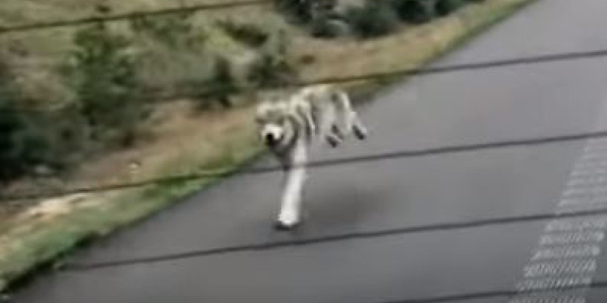 Λύκος τρέχει πίσω από αμάξι στον Καναδά